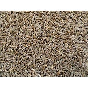 Extracto de Semilla de Comino Blanco en Polvo de Patil Foods, Fabricante de la India - Product Image 1