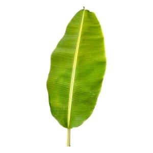 ใบตองสดขนาดใหญ่ 100% ธรรมชาติ อายุการเก็บรักษา 2 วัน สำหรับบรรจุภัณฑ์รักษ์โลก ใช้ในวัด และอุตสาหกรรมบริการอาหาร - Product Image 4
