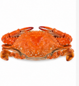 Cangrejo de Mar Cocido y Congelado al Vacío IQF, Congelación Rápida, Envasado al Vacío, Cangrejo Entero Congelado, Caja de 10 kg, Venta al por Mayor - Product Image 3