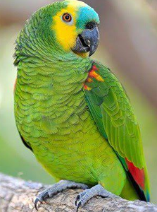 Live Blue-Fronted for Parrots for Breeding <b>Aviaries</b> Ornamental Bird Trade Wholesale Export Supply NMF (PVT) LTD South Africa - Product Image 3