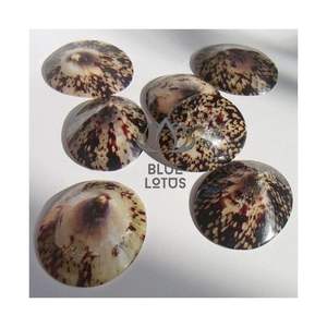 Conchas de Limpet de Alta Calidad 2026 para Decoración de Bodas en la Playa y Decoración de Mesas, Conchas Marinas Puras, Limpias, Seguras, Decoración Costera Premium - Product Image 1