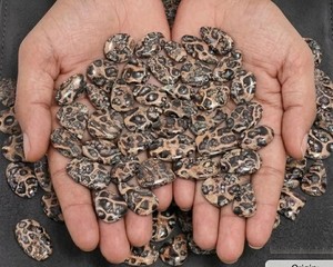 Lote de Cabujones de Jaspe Dálmata Natural Mixto, Gemas Sueltas Pulidas Lisas, Formas Surtidas, Piedras de Jaspe Crema con Manchas Negras - Product Image 2