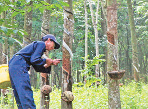 Látex de Caucho 100% Natural de Vietnam, Bajo en Amoníaco, Líquido, para Diversas Aplicaciones y Productos, Gran Venta - Product Image 5