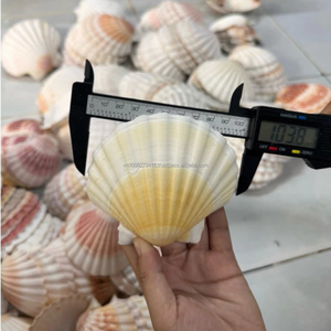 Conchas de Vieira de Vietnam de 9–12 cm para Manualidades y Uso Decorativo – Suministro al por Mayor Disponible - Product Image 2