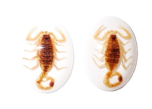 Golden Scorpion Real Specimen <b>Plastic</b> Cabochon Oval 30x40 mm White Flat Bottom for Crafts and Jewelry Making - Product Image 4