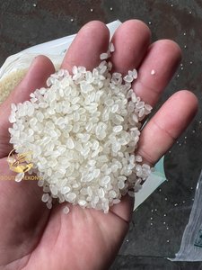 Riz Japonica Calrose Moyen Sain du Vietnam, Nouvelle Récolte Tien Giang, 5% de brisure, Séché, Riche en nutriments, Doublement poli, Doux - Product Image 4