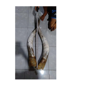 Couleur naturelle de corne de buffle Vente chaude Paire de produits Corne couleur blanche naturelle Conception supérieure de qualité incroyable pour la vente - Product Image 2