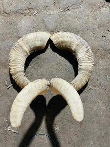 Corne de bélier naturelle, paire de cornes longues polies, souvenir, style nautique, 50-75 cm - Product Image 4