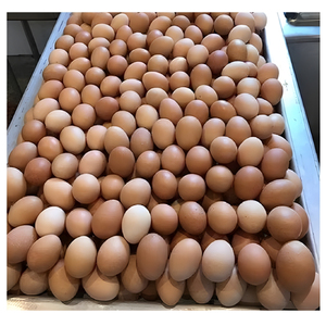 Œufs de poule frais, œufs de table, œufs blancs, frais de la ferme, haute qualité, vente en gros, approvisionnement en vrac, exportateur en gros, export - Product Image 1