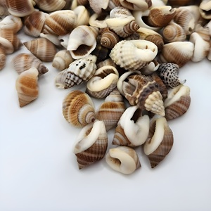 Offre spéciale sur mini-perles de coquillages naturels, coquillages secs et nettoyés pour la création de bijoux artisanaux - Product Image 5