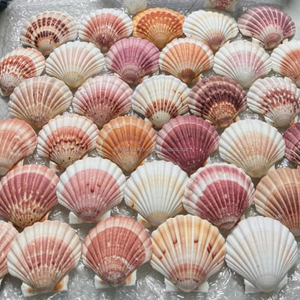 Conchas de Vieira de Vietnam de 9–12 cm para Manualidades y Uso Decorativo – Suministro al por Mayor Disponible - Product Image 5