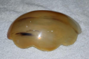 ชามเขาสัตว์ขัดเงาสไตล์วินเทจ ลดราคาพิเศษ ตัดมุมมน เป็นมิตรกับสิ่งแวดล้อม ใช้ซ้ำได้ เหมาะสำหรับงานปาร์ตี้ อุปกรณ์ครัวอเนกประสงค์ ใช้จัดแสดงและเก็บอาหาร - Product Image 2