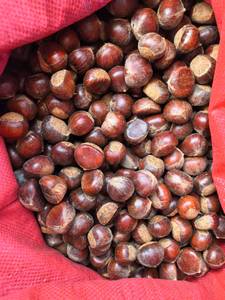 Proveedor de <span class=keywords><strong>Castañas</strong></span> Frescas de Alta Calidad, Grado A, Vegetales Frescos, Empaque a Granel para Exportación - Product Image 6