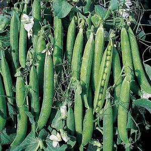 Semillas de Guisantes Super Climax - Product Image 1