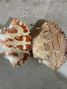 ไอติมปูแห้งสำหรับตกแต่ง,สุดยอดโรงงานส่งออก - Product Image 4