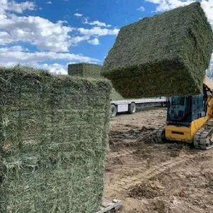 Heno de alfalfa rico en nutrientes disponible a granel, heno de alfalfa fresco para alimentar a caballos, vacas y animales pequeños de granja de forma segura. - Product Image 6