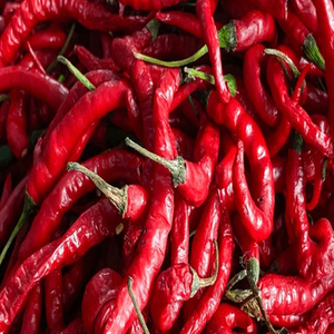 Chile Rojo Entero Indio para Exportación a Granel con Color Intenso, Picantez Auténtica y Aplicaciones Versátiles en la Industria Alimentaria - Product Image 3