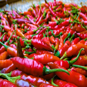 Chiles Rojos Indios Enteros de Nueva Temporada, Seleccionados por su Calidad, para Empresas de Procesamiento de Alimentos que Requieren Ingredientes de Especias Consistentes - Product Image 6