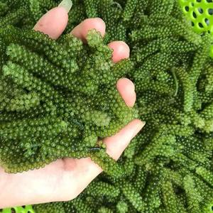 Uvas de mar secas, material natural de algas marinas en forma de perlas para mezclas de ensaladas, decoración de sushi e ingrediente alimentario, proveedor de Vietnam. - Product Image 1