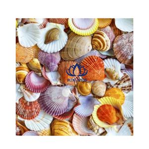 BEST-SELLER Artisanat en coquillages 100% naturels |   Accessoires en coquillages faits à la main et respectueux de l'environnement - Product Image 1