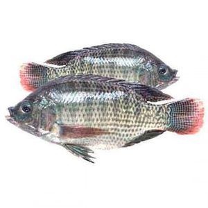 Tilapia Negra Congelada de Entrega Rápida, Tamaño 300-500g - Product Image 1