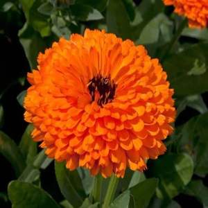 Extrait de plante de souci utilisant la méthode d'extraction de fluide supercritique au CO2 - Product Image 2