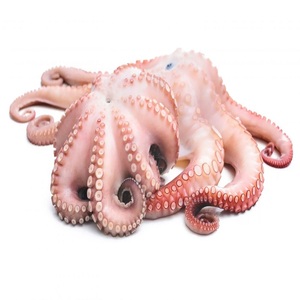 Pulpo Bebé Congelado de Primera Calidad, Suministro al por Mayor, Grado Alimenticio, Listo para Enviar, Exportación de Mariscos de Alta Calidad - Product Image 2