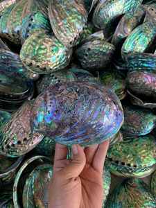 Conchas de abulón pulidas de Vietnam para la fabricación de joyas, proyectos de artesanía únicos que utilizan materiales marinos crudos de primera calidad para artesanos. - Product Image 3