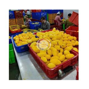 WHOLESALE BEST PRICE ROSE <b>FLOWER</b> ASSEMBLED SOFT DRIED MANGO FROM VIETNAM NATURAL <b>SWEET</b> AND SOUR MANGO WITHOUT SUGAR FOR EXPORT - Product Image 6