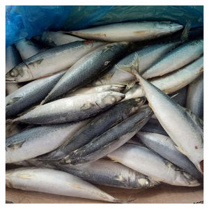 Maquereau de qualité supérieure, 680 tonnes, surgelé / Maquereau frais en promotion / Maquereau - Product Image 1