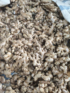 ขิงสดเวียดนาม คุณภาพสูง สะอาด ล้างแล้ว ขายส่ง ส่งออก - Product Image 2