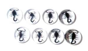 Cabujón de Plástico con Espécimen Real de Escorpión Negro, Redondo, 25x25 mm, Base Plana Transparente, para Manualidades y Joyería - Product Image 5