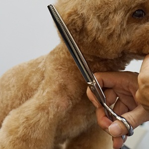 กรรไกรตัดแต่งขนสัตว์เลี้ยงแบบมืออาชีพ8นิ้วสแตนเลสสตีลญี่ปุ่นสำหรับสุนัขแมวทำในไต้หวัน - Product Image 5