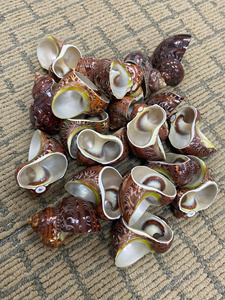 Anillo para Servilletas con Diseño de Conchas Marinas, Decoración de Mesa Estilo Costero, Anillo para Servilletas con Conchas Naturales para Decoración de Bodas y Cenas - Product Image 6