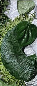 ใบพลูสดพร้อมที่ล็อคความชื้นการเตรียม paan แบบดั้งเดิมสำหรับการใช้อาหารที่ปลอดภัยในราคาที่ดีที่สุดโดยผู้ส่งออก - Product Image 2