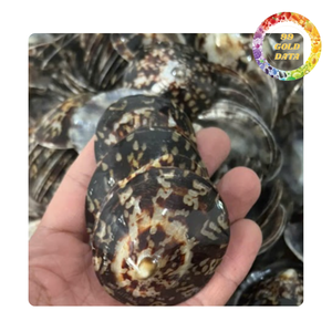 Wholesales High Quality Craft Sea Limpet Shell/ Sea Snail Shell Natural Green - Product Image 2