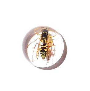 Cabochon rond en plastique avec spécimen réel d'abeille guêpe rouge, 19x19 mm, fond plat transparent, pour artisanat et fabrication de bijoux - Product Image 4
