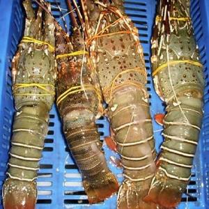 Homards frais surgelés, processus BQF, entiers, 25 cm, 20 kg, emballage en vrac, qualité d'exportation supérieure - Product Image 6