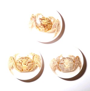 Cabujón Redondo de Plástico con Espécimen Real de Cangrejo, 25x25 mm, Base Plana Blanca para Manualidades y Joyería - Product Image 1