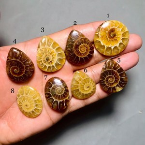 Cabochon di Ammonite Lucidato, Gemma Sciolta per Creazione <span class=keywords><strong>Gioielli</strong></span>, Fossili, Ciondoli, Bracciali, Forme Miste, Conchiglia in Pietra Naturale - Product Image 2