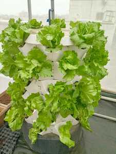 Aadya Hydro Aeroponic de alta eficiencia para Kit Sistema hidropónico vertical Material ABS para suelo de cultivo durante todo el año - Product Image 3