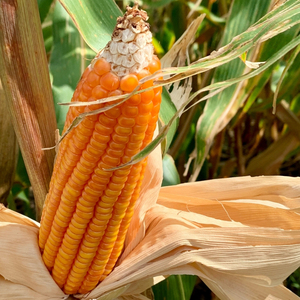 Maïs jaune séché, doux et naturel, idéal pour les applications alimentaires industrielles et la nutrition animale - Product Image 5