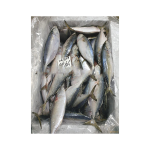 Pescado fresco de caballa directo de fábrica, envasado para distribución comercial - Product Image 5