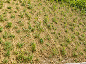 ตาข่ายใยมะพร้าว Eco2go เวียดนาม สำหรับทำสวนและป้องกันการกัดเซาะ ยั่งยืนและเป็นมิตรต่อสิ่งแวดล้อม |   ขนาดที่กำหนดเอง - Product Image 2
