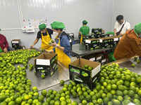 Export Kwaliteit Pitloze Kalk Uit Vietnam Geschikt Voor Wereldwijde Distributie