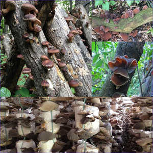 TOP EXPORTATION GRANDE QUANTITÉ DE CHAMPIGNON D'OREILLE EN BOIS LA MEILLEURE QUALITÉ ET BAS PRIX - Product Image 2