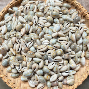 เปลือกหอยโข่งทรงกลม KMI (Cypraea sp.) เปลือกหอยธรรมชาติจากเวียดนามสำหรับงานฝีมือและตกแต่ง - ขนาด 1.5-2.5 ซม. จำหน่ายจำนวนมาก - Product Image 1
