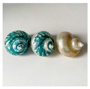 Concha Natural Turbo Marmoratus Pulida Verde, Decoración para el Hogar, Artesanía con Temática Natural, Recuerdo Hecho a Mano, Duradero, Modelo 99 GOLD DATA - Product Image 1