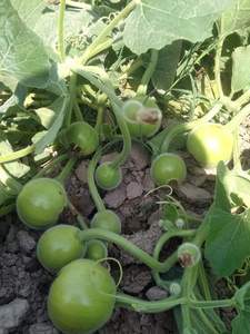 Semillas Híbridas de Calabaza Redonda F1, 99.99% de Pureza, 85% de Germinación, Origen Pakistán, Moon Star, Vida Útil de 2 Años - Product Image 3