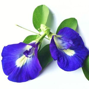 Flores de Mariposa Secas de Origen Vietnamita, Pétalos Azules Naturales a Granel, Té Herbal envasado al Vacío para Importadores, Venta al por Mayor a Gran Escala - Product Image 4